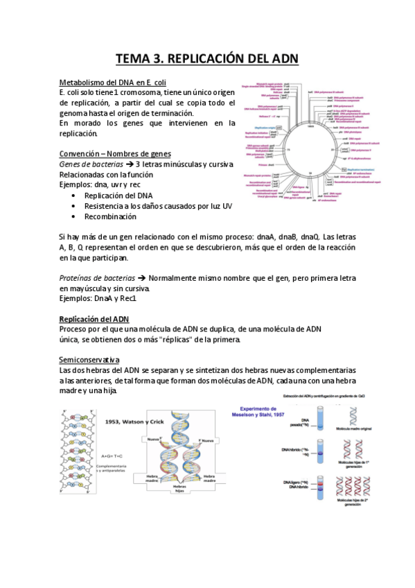 Miniatura del documento Replicación del ADN.pdf