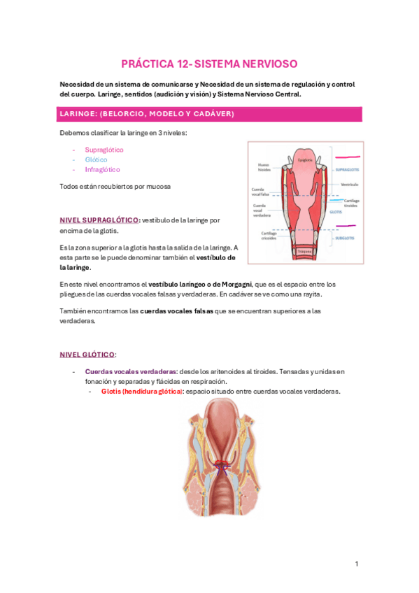 Miniatura del documento PRACTICA-12-SISTEMA-NERVIOSO.pdf