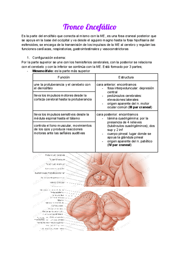 Miniatura del documento Anatomia-T4.pdf