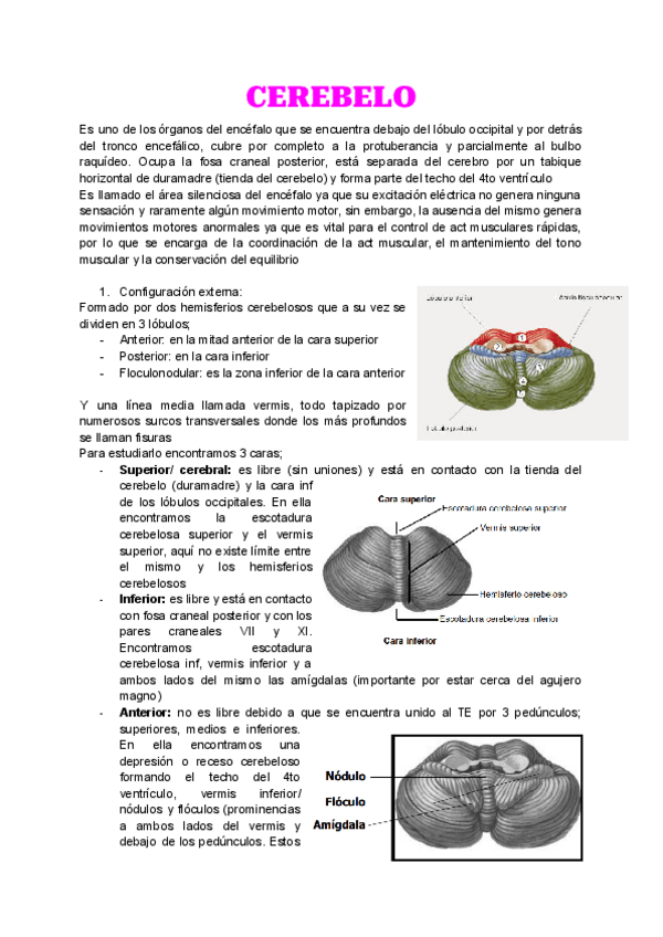 Miniatura del documento Anatomia-T5.pdf