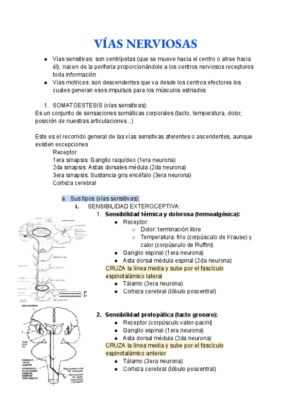 Miniatura del documento Anatomia-T8-y-T9.pdf