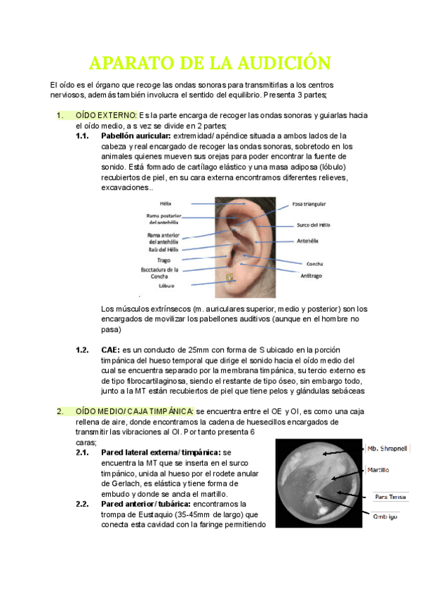 Miniatura del documento Anatimia-T11-T12-y-T13.pdf