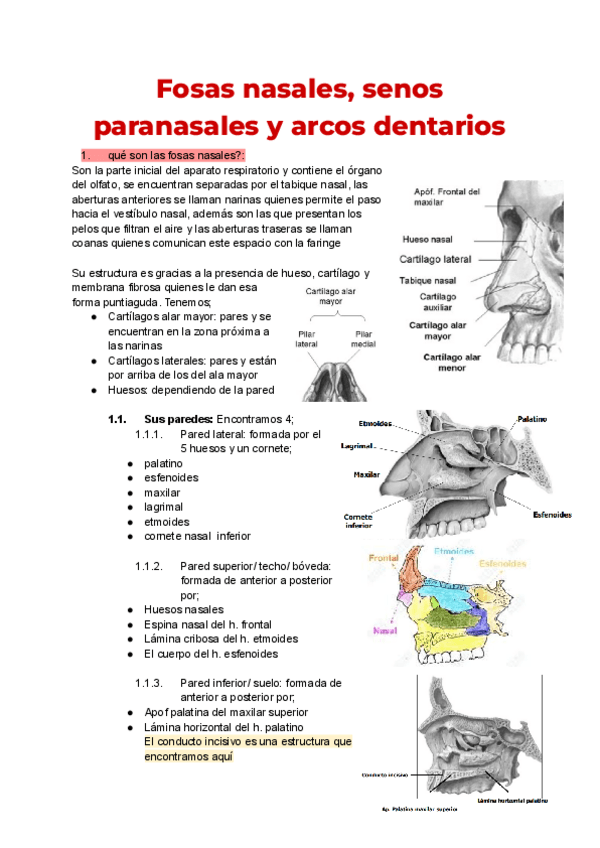 Miniatura del documento Anatomia-T18.pdf