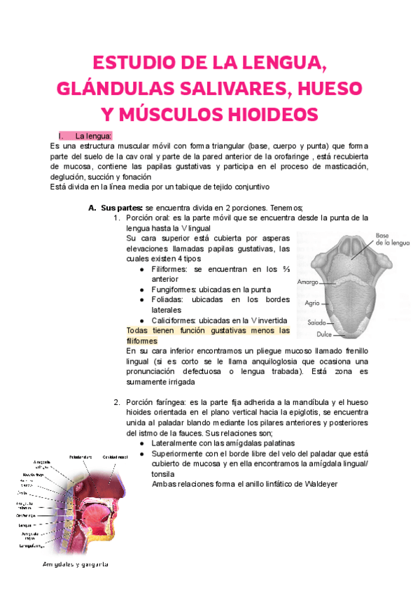 Miniatura del documento Anatomia-T20.pdf