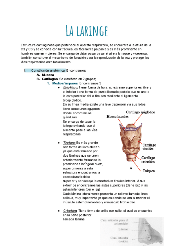 Miniatura del documento Anatomia-T23-y-T24.pdf