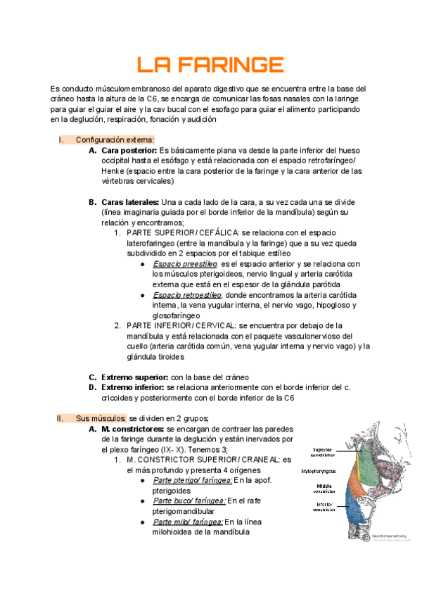 Miniatura del documento Anatomia-T25.pdf