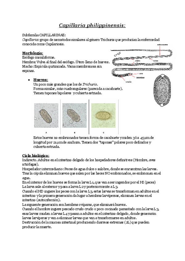 Miniatura del documento Capillaria-philippinensis.pdf