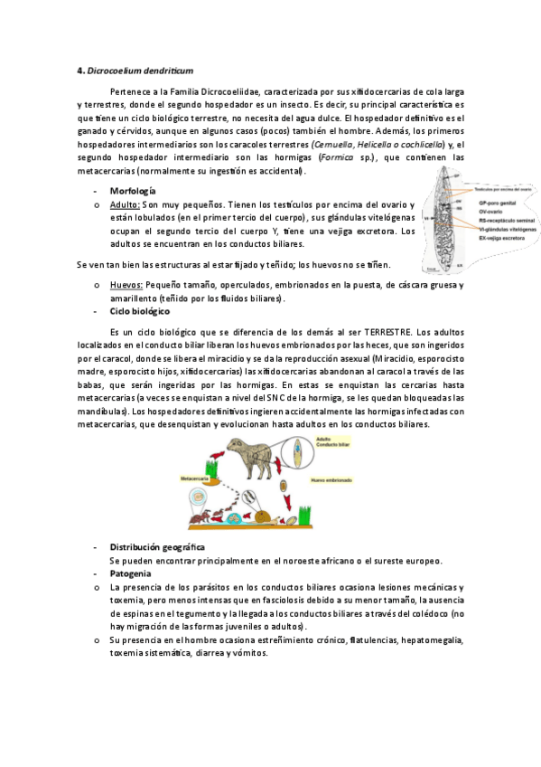 Miniatura del documento Dicrocoelium.pdf
