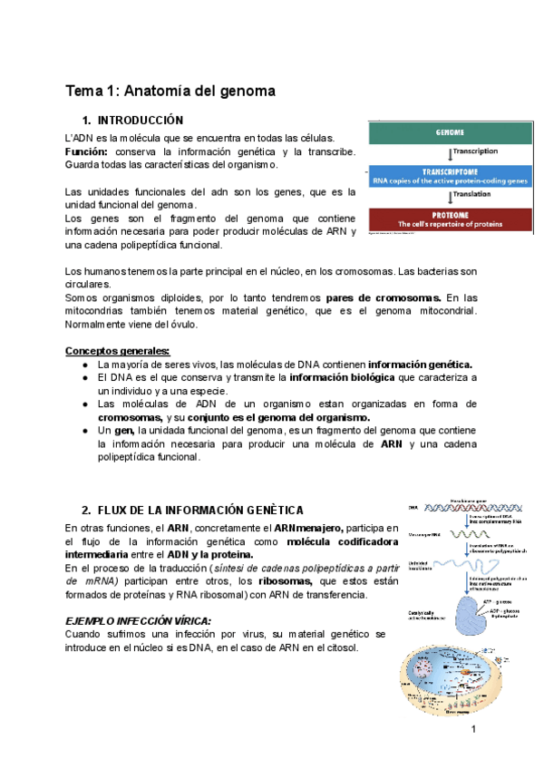 Miniatura del documento Tema-1-Anatomia-del-genoma.pdf