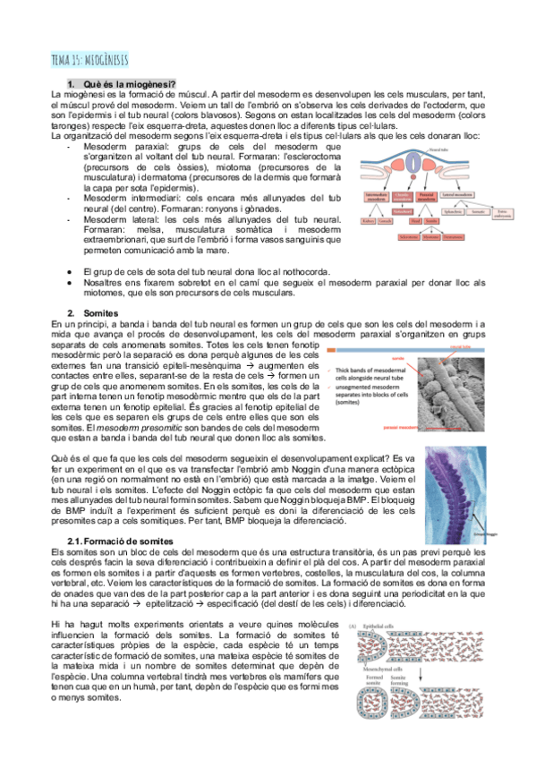 Miniatura del documento Tema-15miogenesi.pdf