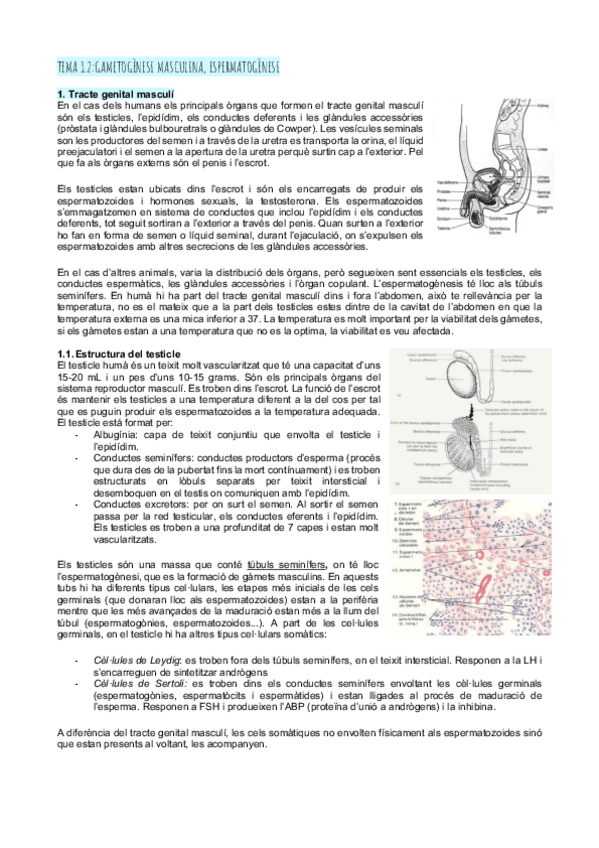 Miniatura del documento Tema-1.2gametogenesi-masculina-espermatogenesi.pdf