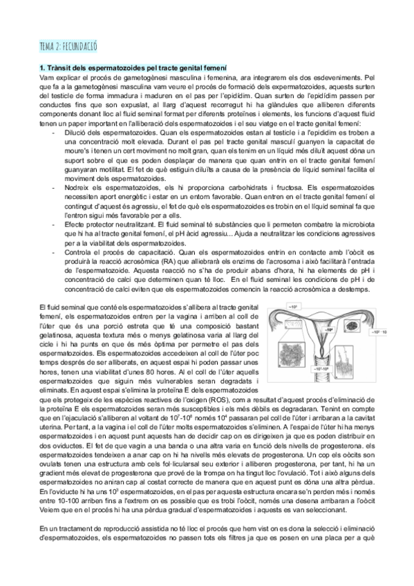 Miniatura del documento Tema-2-fecundacio.pdf