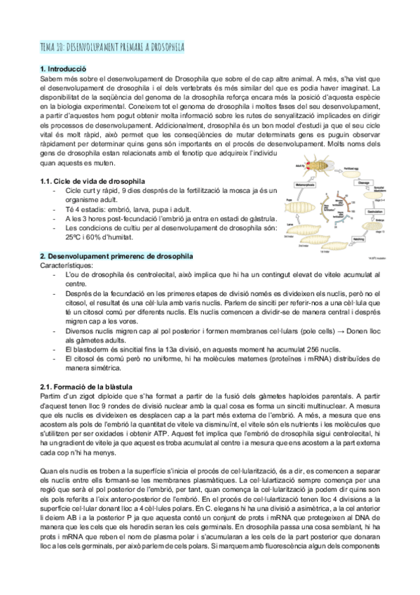 Miniatura del documento Tema-10-desenvolupament-primari-a-Drosophila.pdf