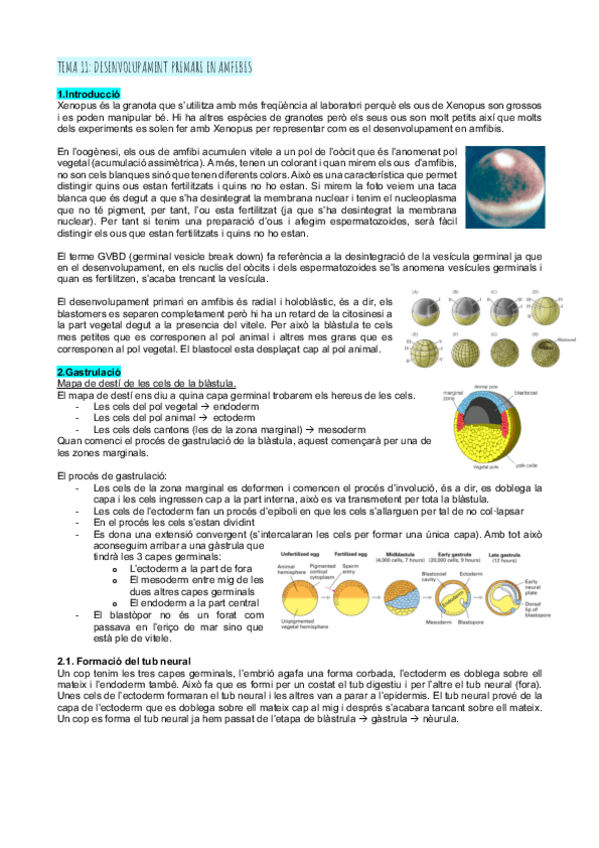 Miniatura del documento Tema-11desenvolupament-primari-en-amfibis.pdf