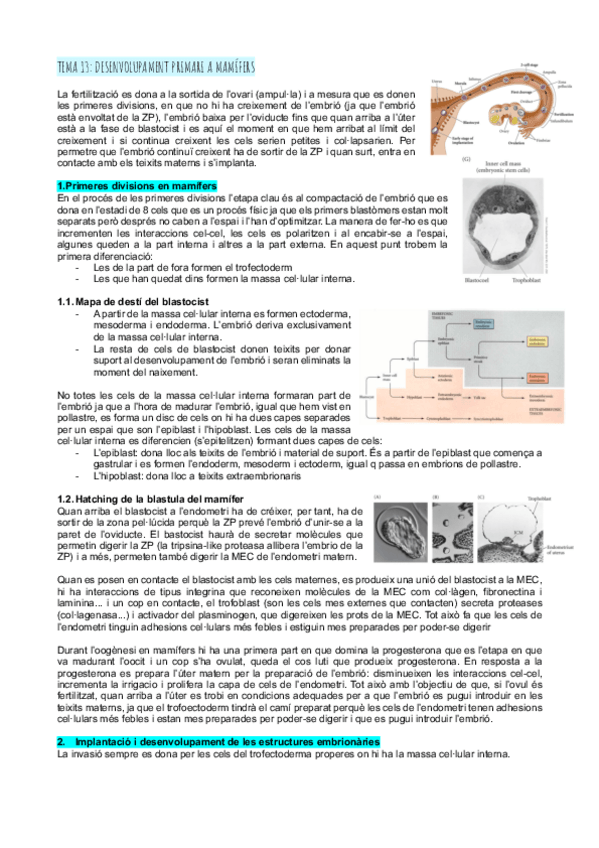Miniatura del documento Tema-13-desenvolupament-de-mamifers.pdf