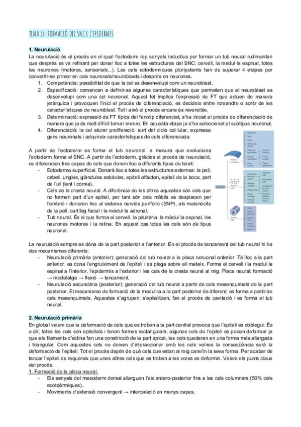 Miniatura del documento Tema-14-formacio-del-SNC-i-lepidermis.pdf