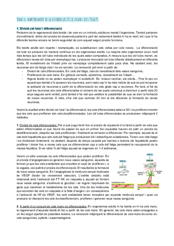 Miniatura del documento Tema-16-manteniment-de-la-diferenciacio-cellular-i-dels-teixits.pdf
