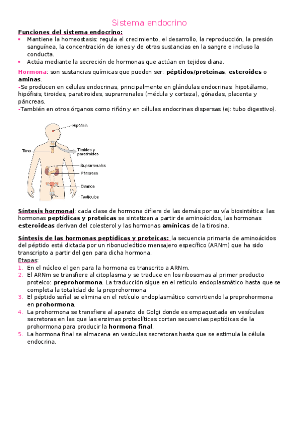 Miniatura del documento Sistema-endocrino-1.docx