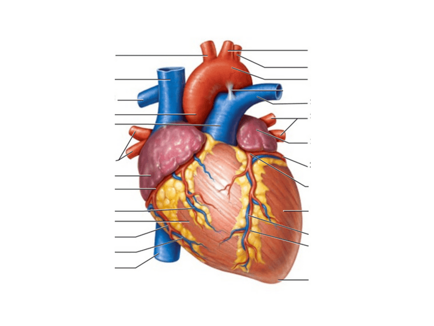 Miniatura del documento Autoavaluacio-Cor.pdf