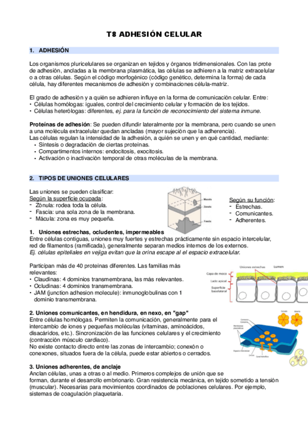 Miniatura del documento T8-adhesion-celular.pdf