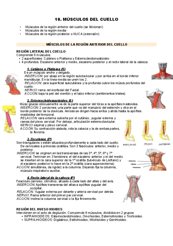 Miniatura del documento T10-musculos-cuello-y-T11-musculos-columna.pdf
