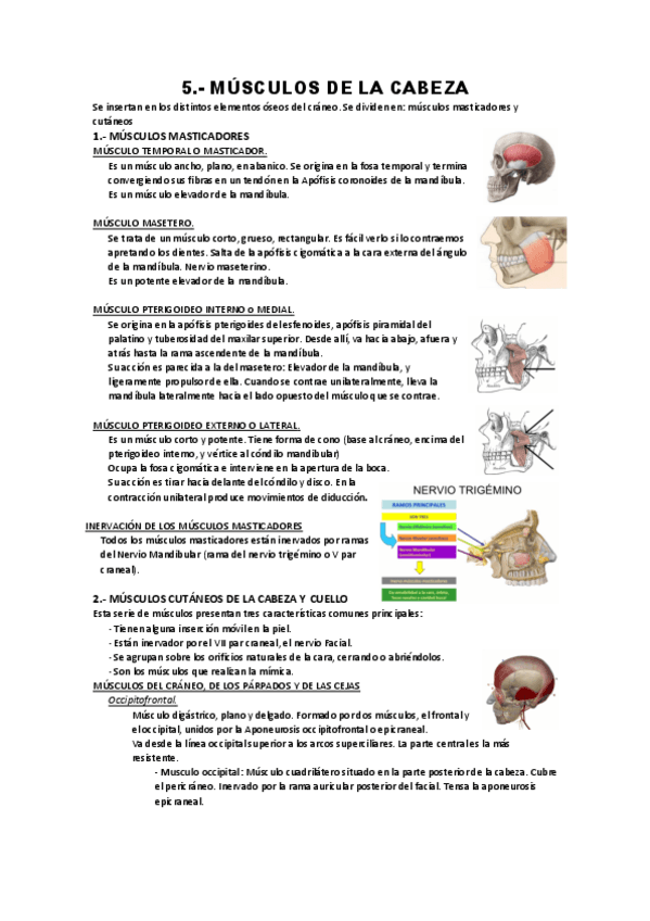 Miniatura del documento T5-musculos-de-la-cabeza.pdf