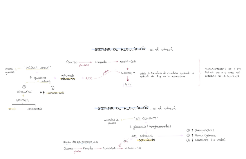 Miniatura del documento T16-regulacion-insulina-y-glucagon.pdf