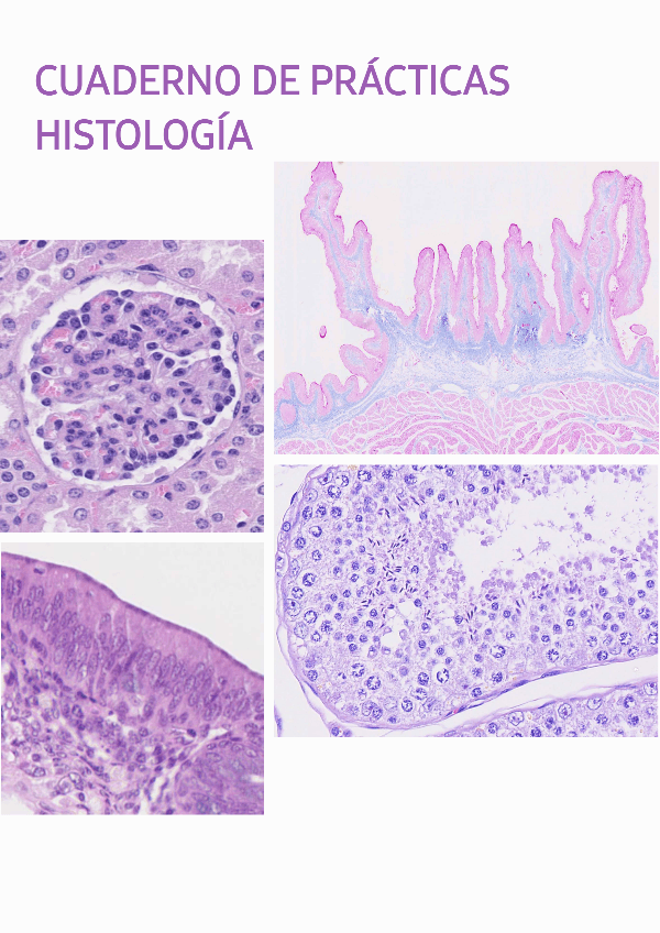 Miniatura del documento CUADERNO-PRACTICAS-HISTOLOGIA.pdf