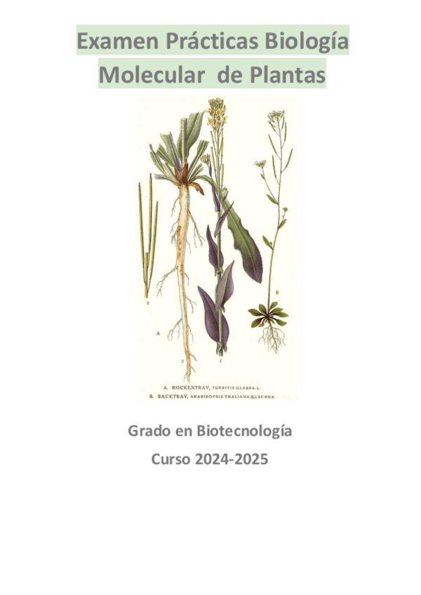 Miniatura del documento APUNTES-EXAMEN-PRACTICAS-2024.pdf