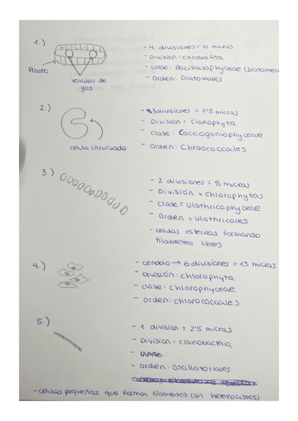 Miniatura del documento Identificacion-de-algas-1.pdf
