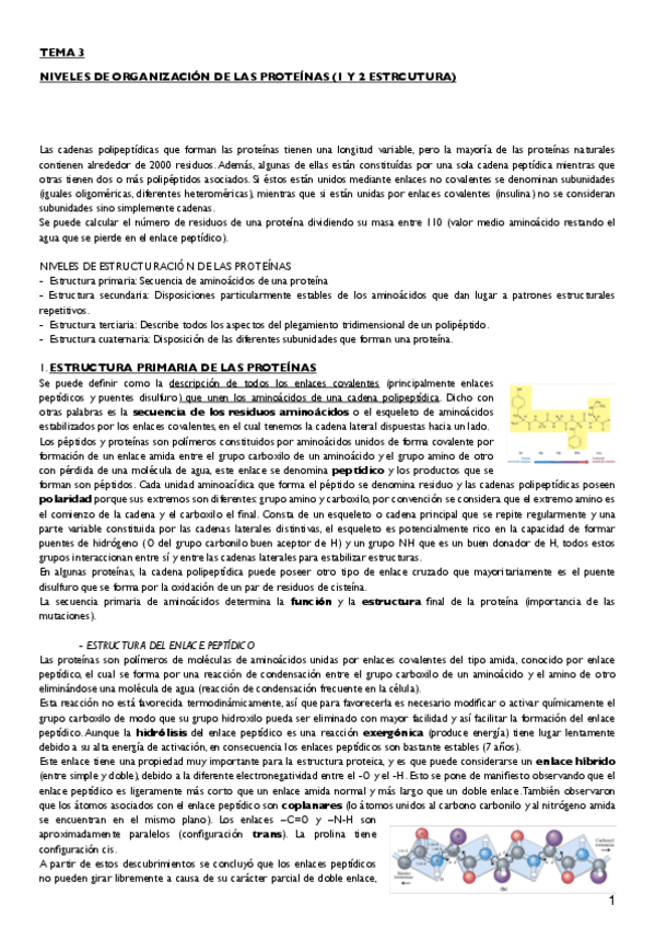 Miniatura del documento tema 3 proteinas (1 y 2 estructura).pdf
