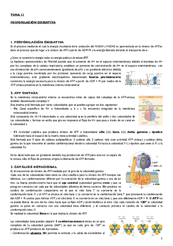 Miniatura del documento Tema 11.pdf