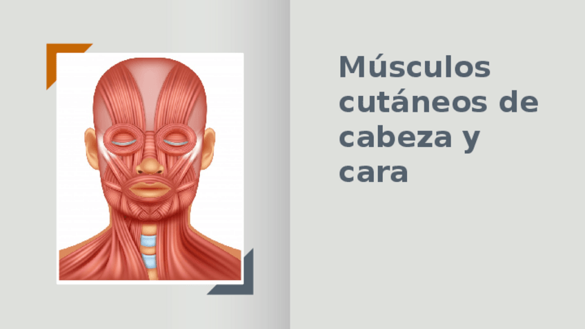 Miniatura del documento Músculos-cabeza-y-cara.pptx