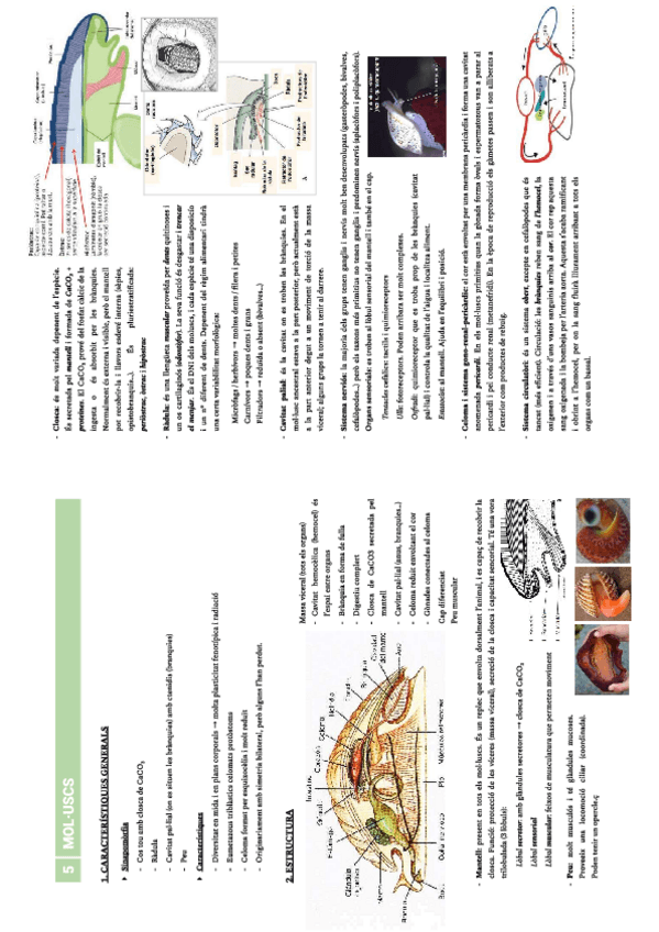 Miniatura del documento ZOOmolluscs.pdf