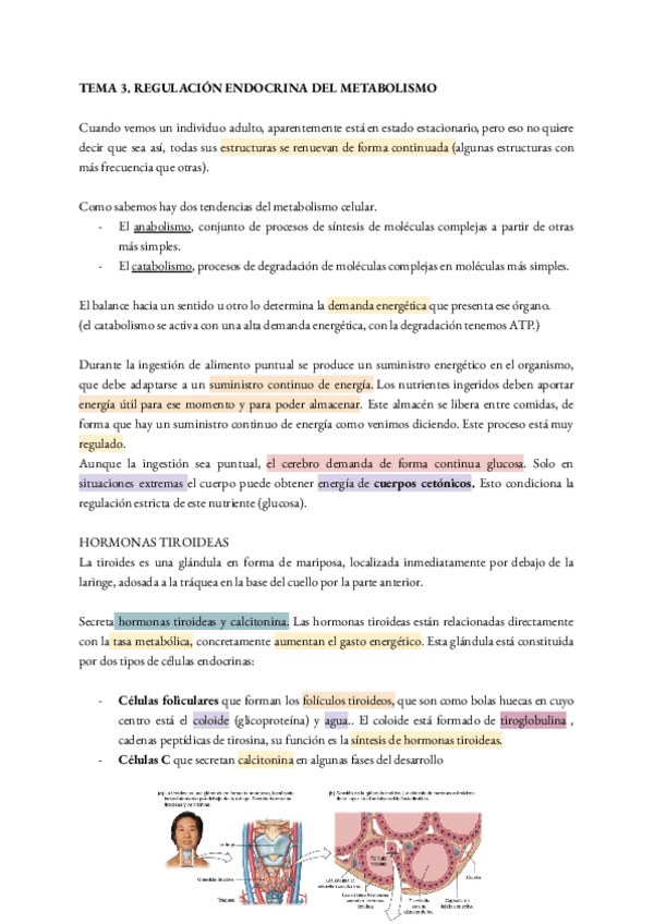 Miniatura del documento TEMA-3.pdf