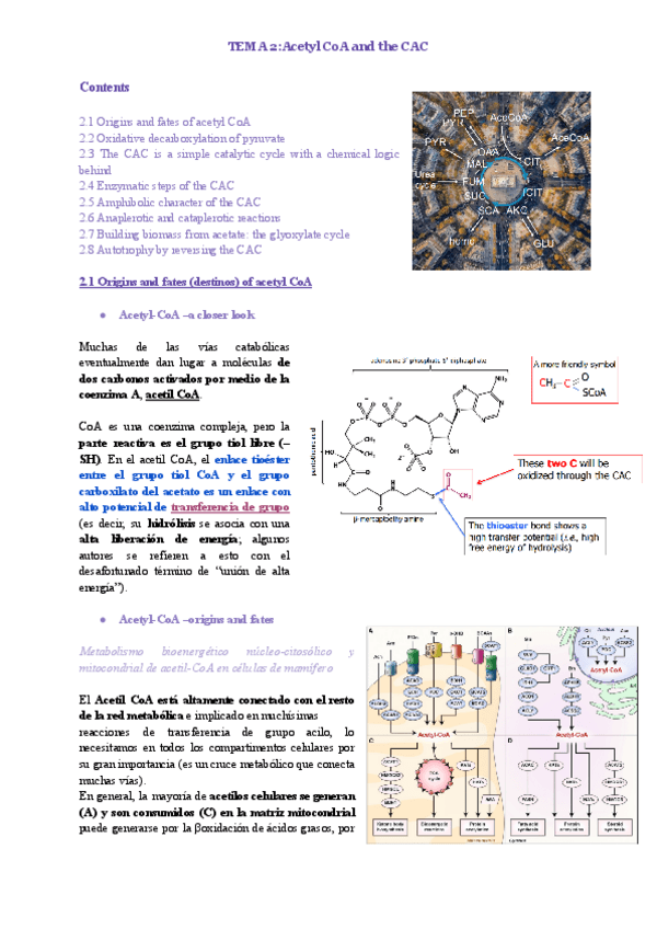 Miniatura del documento TEMA-2.-Acetyl-CoA-and-the-CAC.pdf