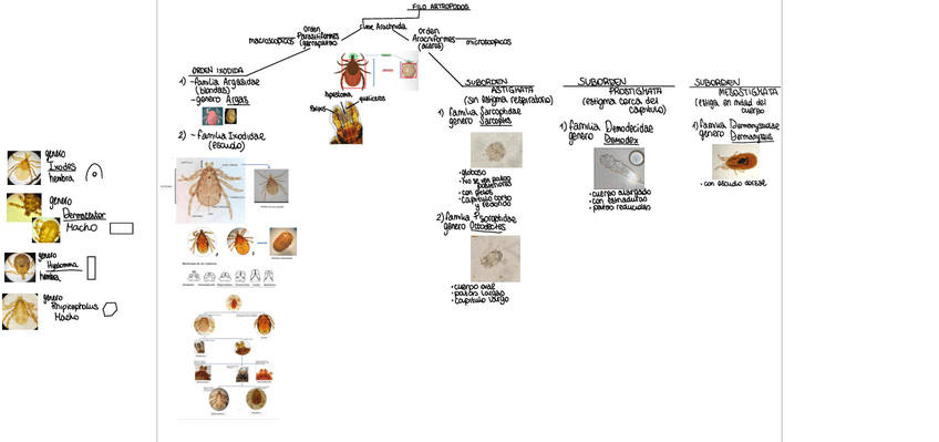 Miniatura del documento Mapa-conceptual-LAB-Parasito-1.pdf
