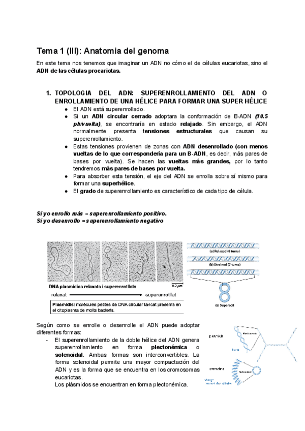 Miniatura del documento Tema-1-III-Anatomia-del-genoma.pdf