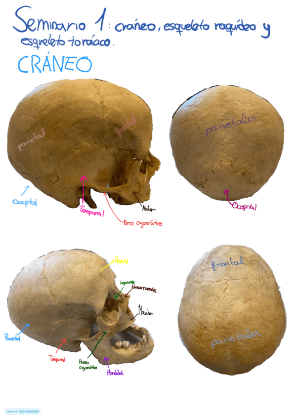 Miniatura del documento Seminario-Anatomia-1.pdf