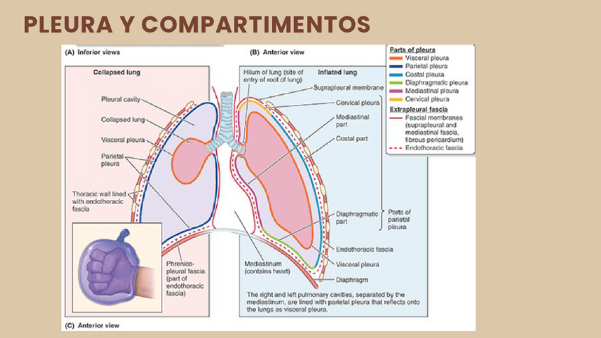 Miniatura del documento Anatomia-del-Sistema-respiratorio-3.pdf