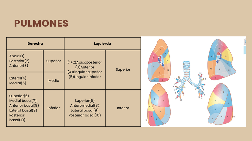 Miniatura del documento Anatomia-del-Sistema-respiratorio-2.pdf