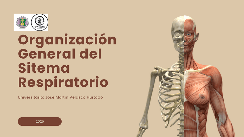 Miniatura del documento Anatomia-del-Sistema-respiratorio-1.pdf