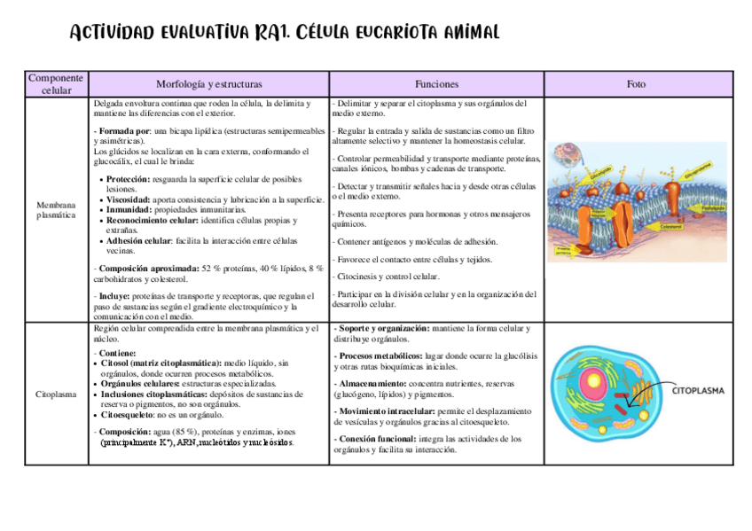Miniatura del documento Actividad-RA1celulaeucariota.pdf