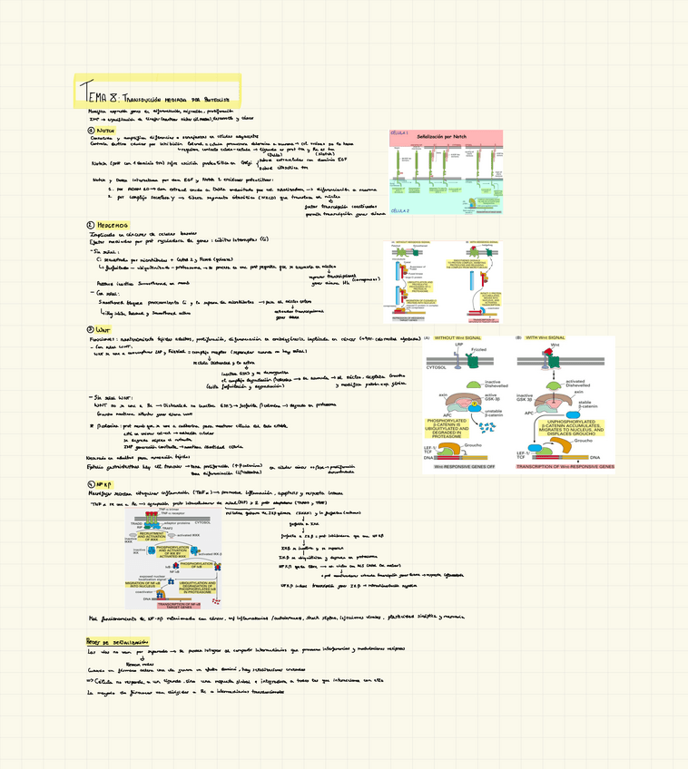 Miniatura del documento Tema-8.pdf