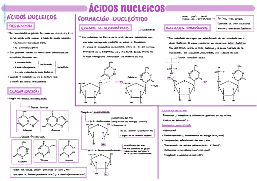Miniatura del documento Acidos-nucleicos.pdf