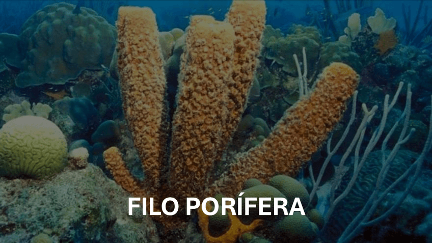 Miniatura del documento Filos.pdf