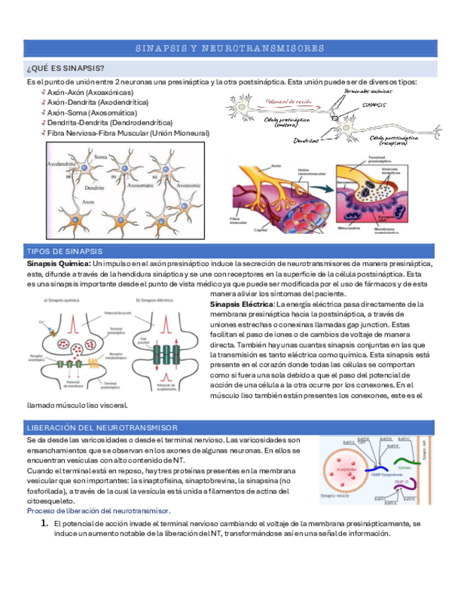 Miniatura del documento 3.-Sinapsis-y-Neurotransmisores-jk.pdf
