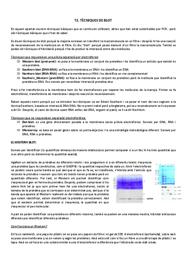 Miniatura del documento Tema-2-Tecniques-de-Blot.pdf