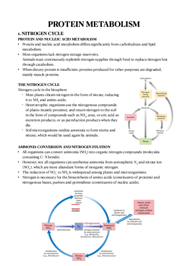 Miniatura del documento PROTEIN-METABOLISM-PDF.pdf