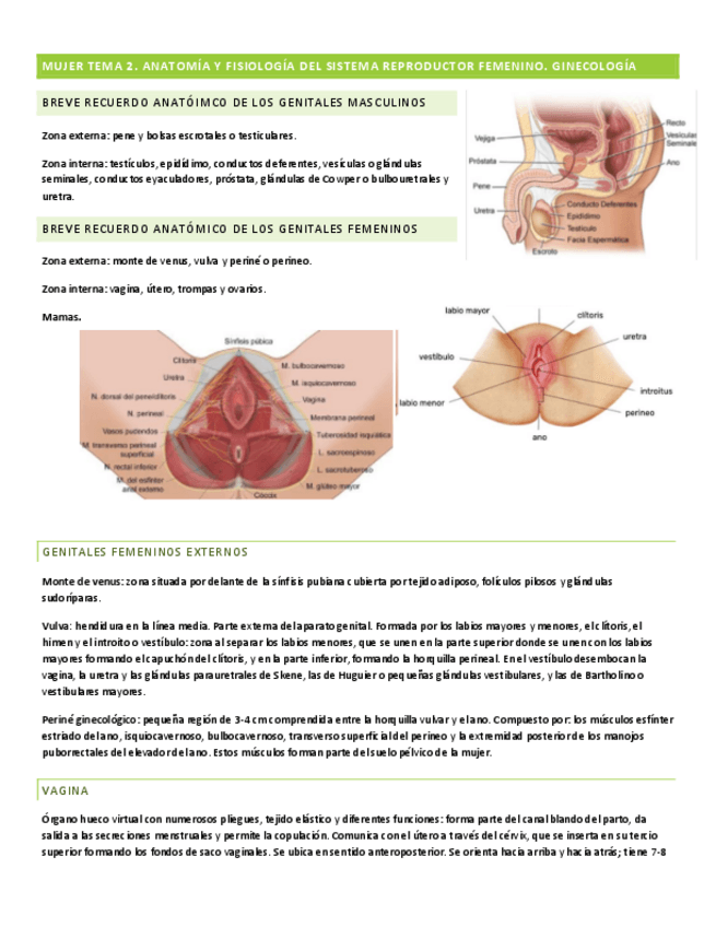 Miniatura del documento TEMA-2-MUJER.pdf